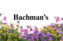 Bachman's